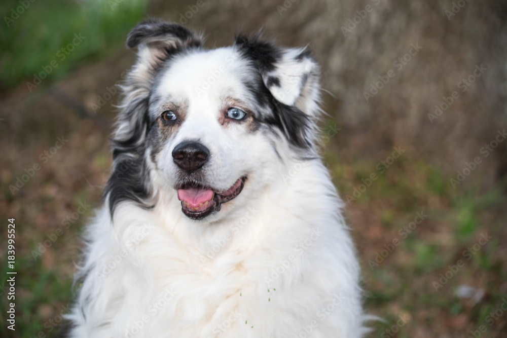 Australian Shepherd Dog