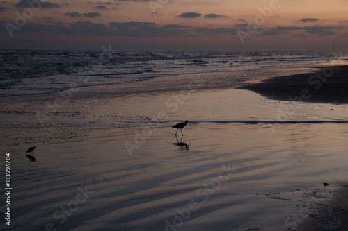 Sandpiper shore bird silhouette running along wet beach at sunset
