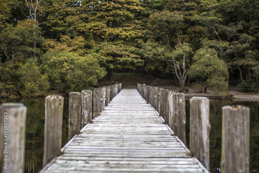 Forest Jetty