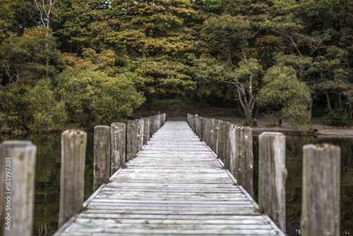 Forest Jetty