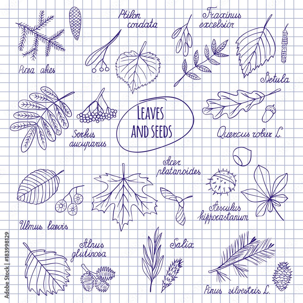 Leaves and seeds of trees Leaves and seeds of trees