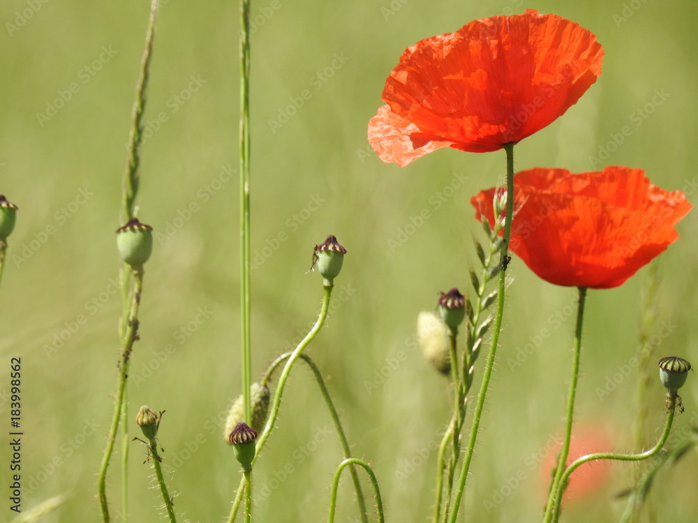 Obraz premium Buttons of gold, and poppies enliven the fields of summer by their color and delicacy.