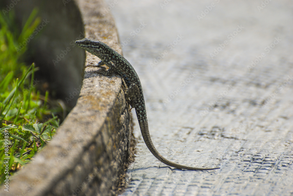 Fototapeta premium lizard by a pathway