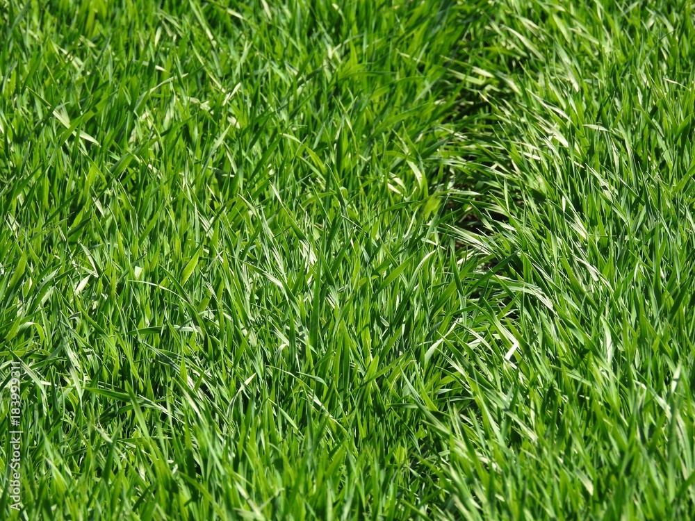 Snow brings nitrogen to the crop, however, late snow can have a catastrophic effect on wheat. too heavy it breaks the young shoots of cereals Snow brings nitrogen to the crop, however, late snow can have a catastrophic effect on wheat. too heavy it breaks the young shoots of cereals