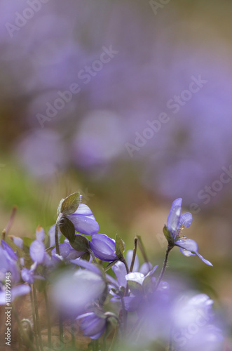 hepatica nobilis one of the first flowers in spring