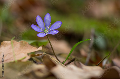 hepatica nobilis one of the first flowers in spring