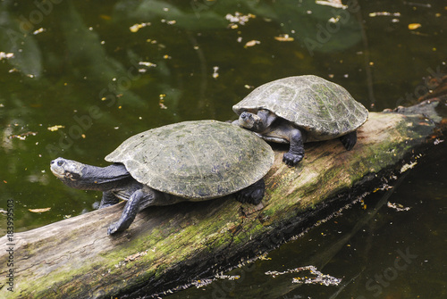 Two turtles resting on an old tree by the lake
