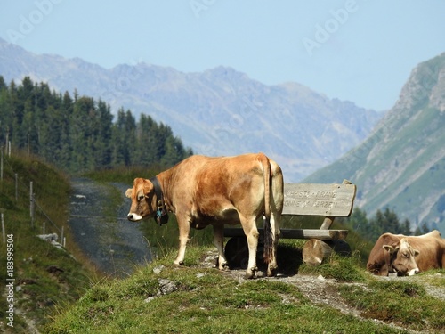 The cows in the Arosa pasture spend the summer in the sun in Paris many tourists  the cohabitation is generally good 