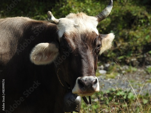 The cows in the Arosa pasture spend the summer in the sun in Paris many tourists, the cohabitation is generally good,