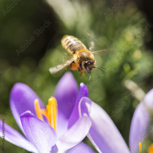Krokusse, Crocus und eine Biene