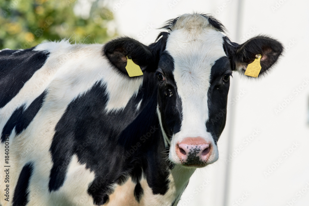 Front view of white black cow