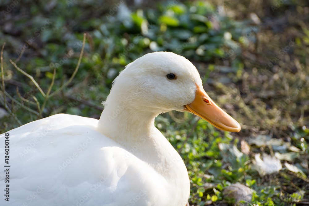 Bright white domestic goose