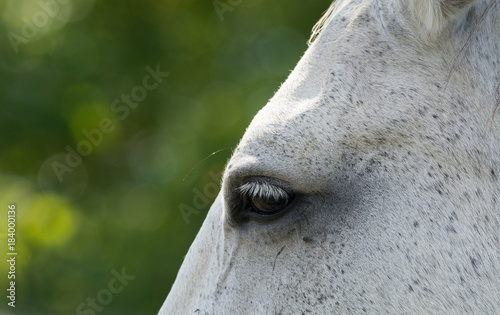 Close up of white horse eye with bokeh background