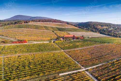aerial view of vineyard © Csák István