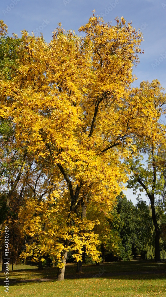 Naklejka premium Autumn, fall Tree with colorful leaves