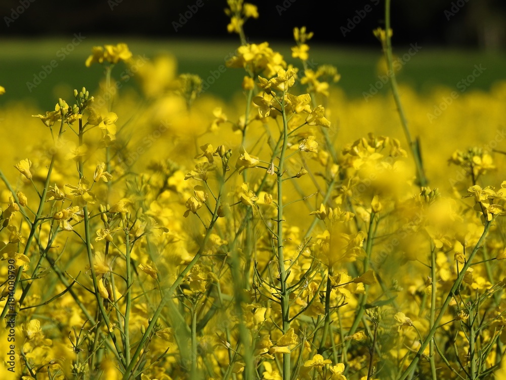Fototapeta premium The rapeseed fields bring warm summer colors to spring almost by their shimmering yellow flowers. with effects of color pleasant to watch especially when an insect pollinator comes to search the heart