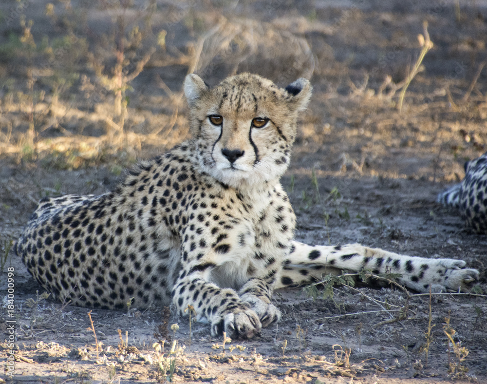 Cheetah in Recline Cheetah in Recline