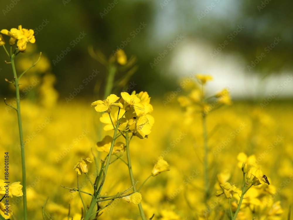The rapeseed fields bring warm summer colors to spring almost by their shimmering yellow flowers. with effects of color pleasant to watch especially when an insect pollinator comes to search the heart The rapeseed fields bring warm summer colors to spring almost by their shimmering yellow flowers. with effects of color pleasant to watch especially when an insect pollinator comes to search the heart