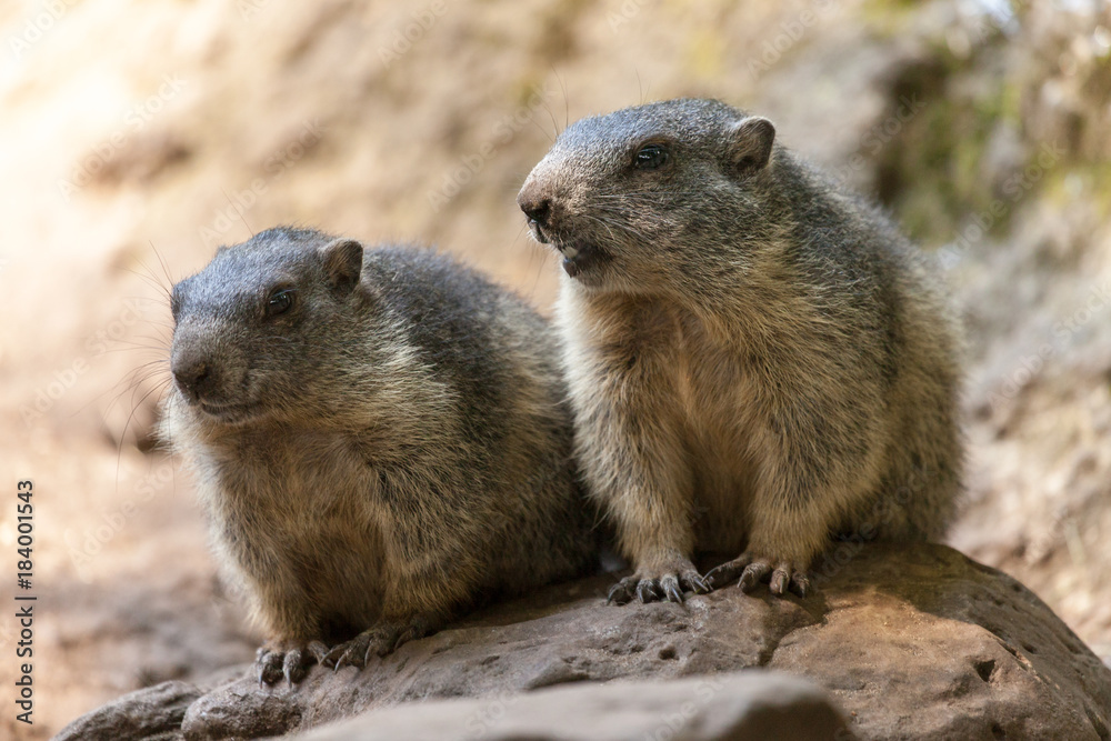groundhog sits on ground and looks to the side groundhog sits on ground and looks to the side
