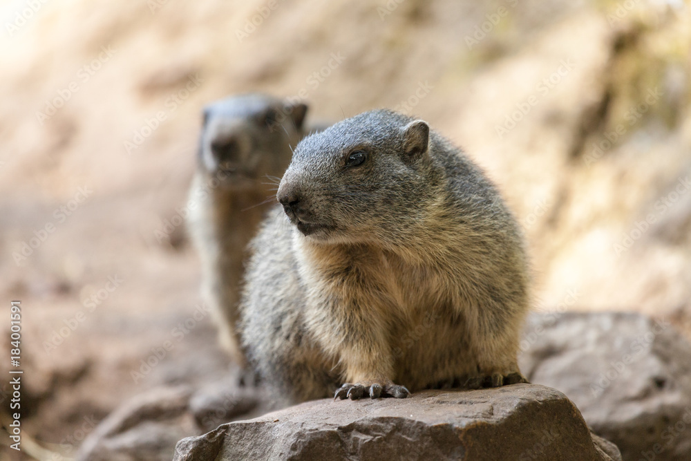 groundhog sits on ground and looks to the side groundhog sits on ground and looks to the side