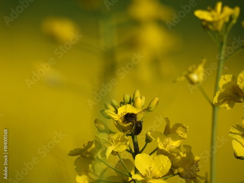 Fotografija The rapeseed fields bring warm summer colors to spring almost by their shimmering yellow flowers