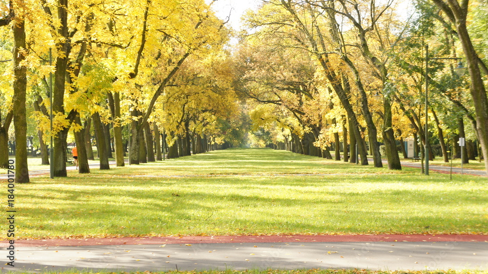 Naklejka premium Autumn, fall with colorful leaves