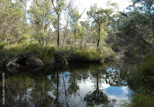 Australian bush reflected in a billabong, or water-hole.