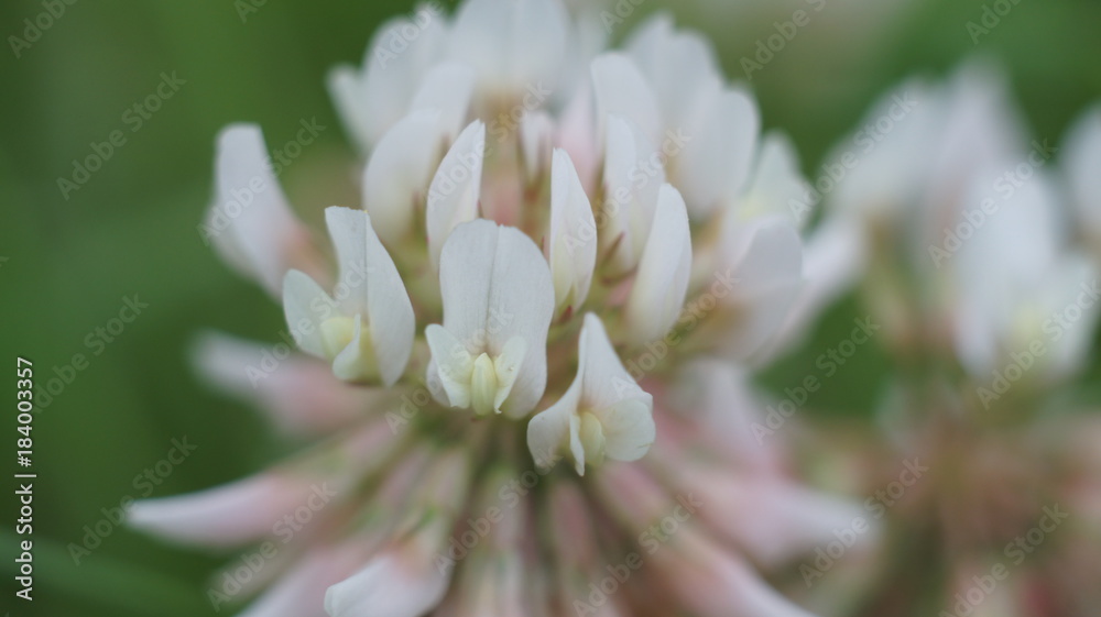 Fototapeta premium Violet flowers