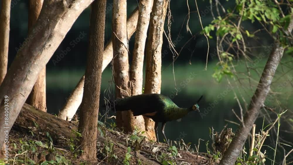 Green Peafowl Birds in Thailand and Southeast Asia. Green Peafowl Birds in Thailand and Southeast Asia.
