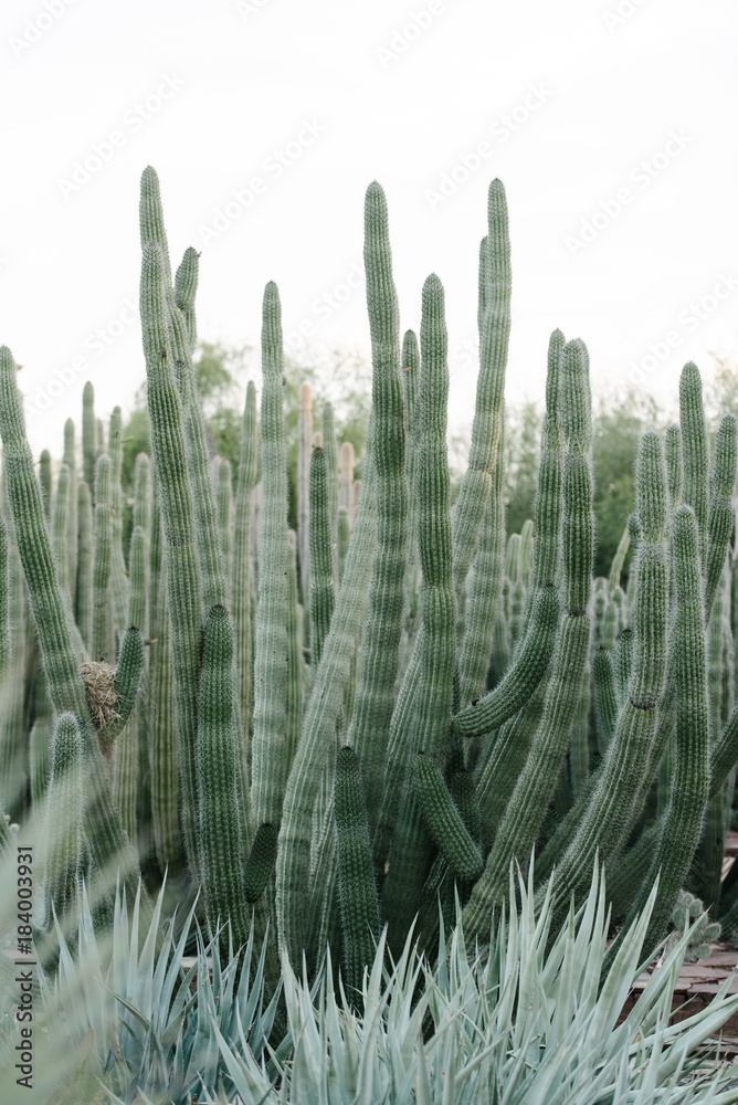 Cacti landscaping Cacti landscaping