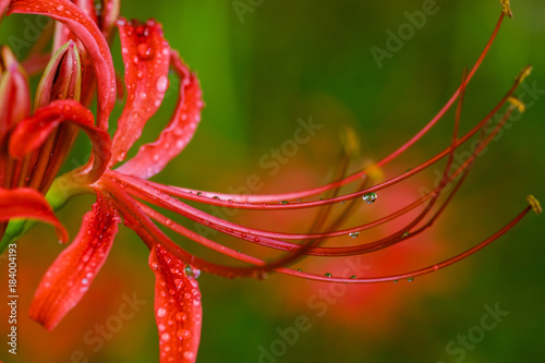 red flower close up