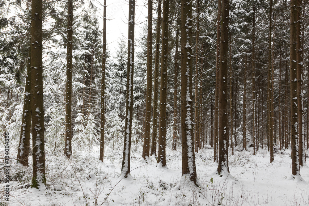 snow covered forest