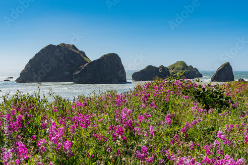 Fototapeta Naklejka Na Ścianę i Meble -  Flowers Bloom Above Meyers Beach On Oregon Coast