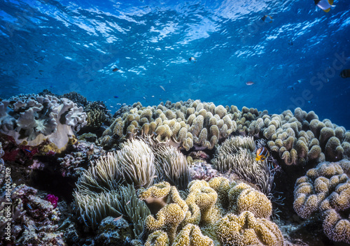 coral reef Palau photo