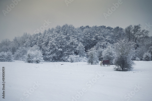 British Countryside in Snow