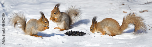 three red squirel sitting on the snow snow