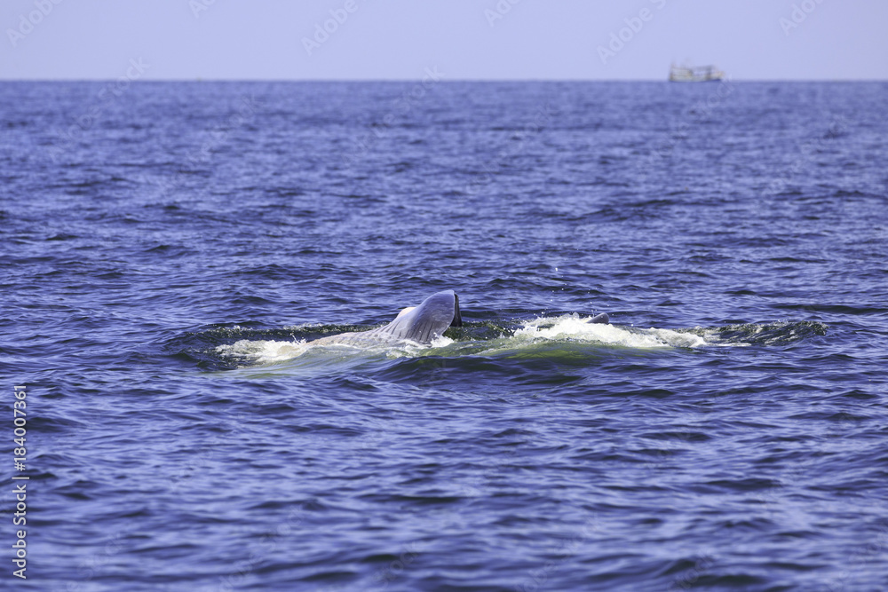 Obraz premium Bryde's whale or Eden's whale in Thai gulf, Phetchaburi