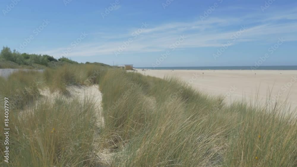 Mammar Grass on Zeeland Beaches Mammar Grass on Zeeland Beaches