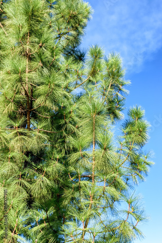 Sunny pine tree with blue sky area for copy text