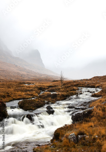 Lone tree photo