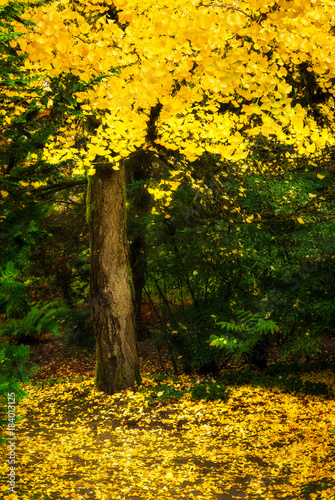 Tree with yellow fall foliage in Seattle's Kubota Garden