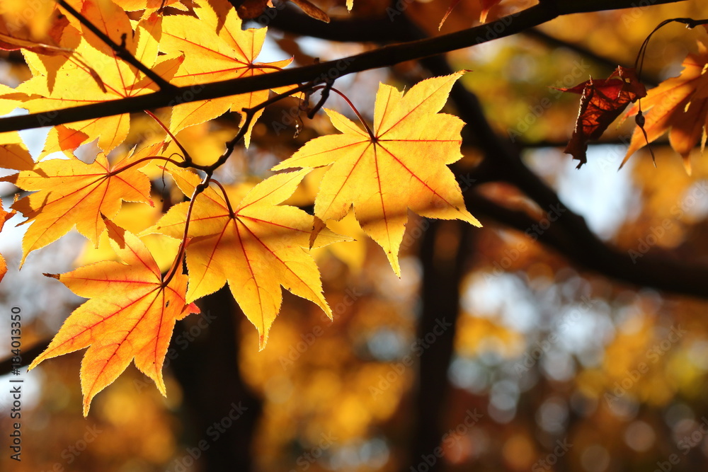 紅葉 紅葉