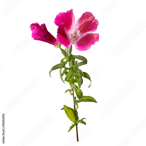 Godetia flower isolated. A branch of beautiful pink and purple spring flowers photo