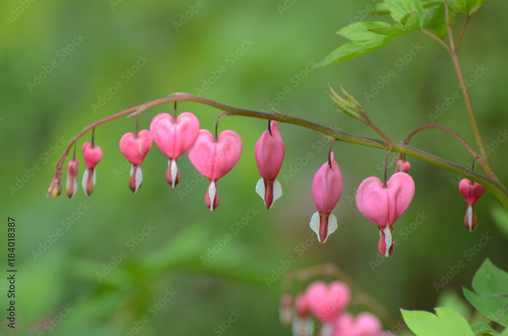 Pink Bleedinghearts Pink Bleedinghearts