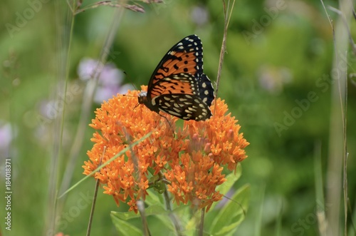 Regal Butterfly © Mary Brenner