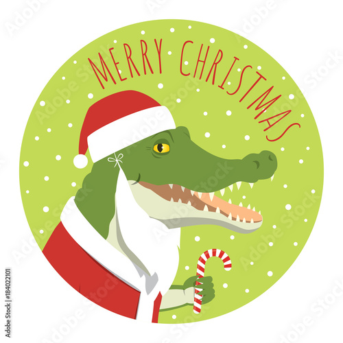 Vector Christmas illustration of a crocodile in a Santa Claus costume smiling and holding candy cane. Round format. Lime green background.
