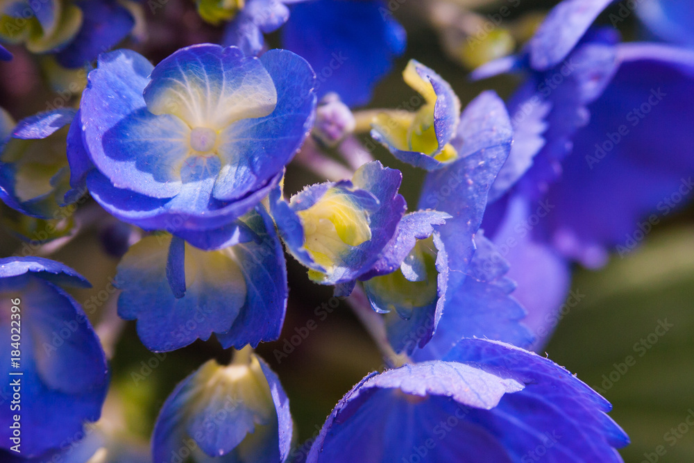 blue and yellow flower macro