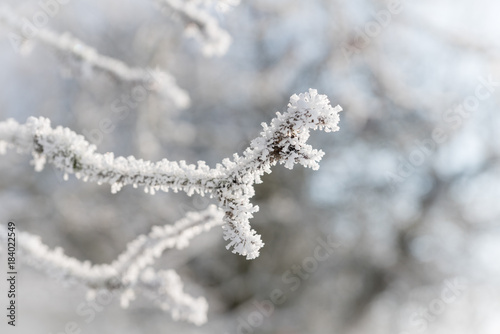 Winterliche Äste und Zweige © SKatzenberger