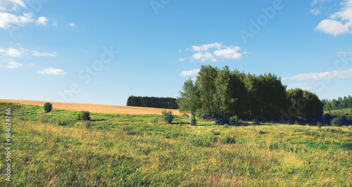 Sunny summer landscape with birch grove and field of ripe wheat