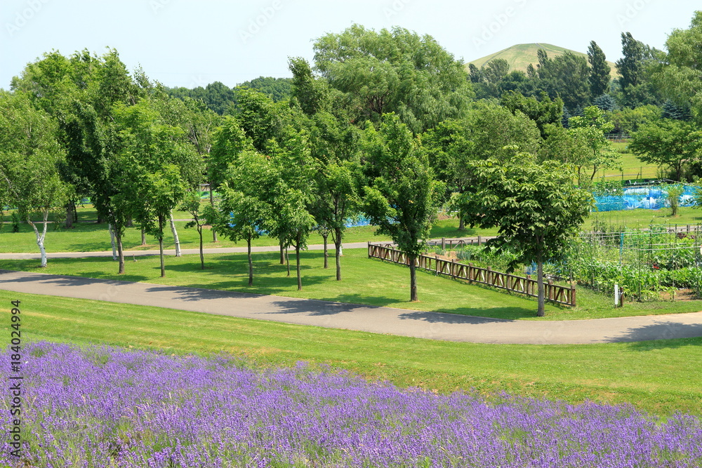 Lavender blooming park in Hokkaido